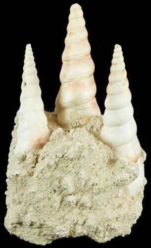 Fossil Gastropod (Haustator) Cluster - Damery, France #62515
